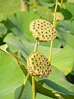 Lotus, Nelumbo Nucifera (fam Nymphaeacees) (Asie, Indonesie) (2) (Photo F. Mrugala)